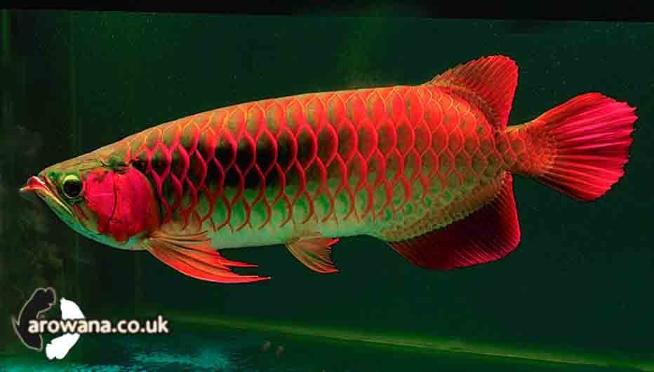 10 Jenis-Jenis Ikan Arwana Termahal dan Paling Bagus