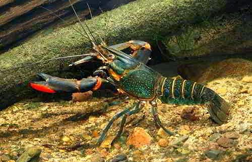 Budidaya Lobster Air Tawar