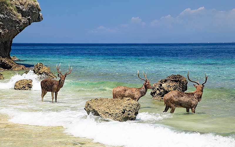 Pulau Menjangan Bali, Pulau dengan Keindahan Bawah Laut Mengagumkan
