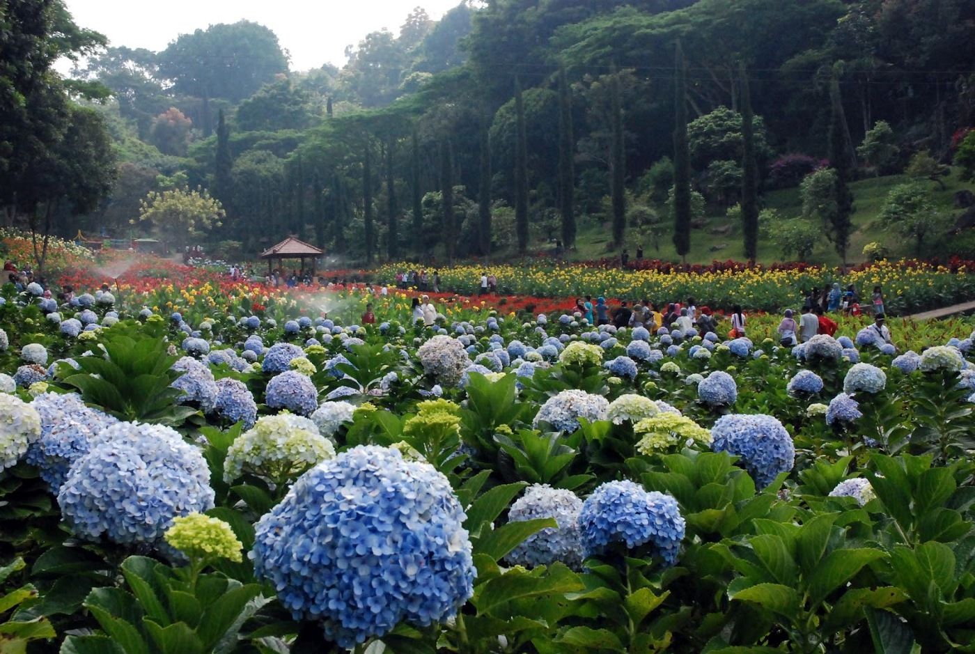 kota bunga tomohon