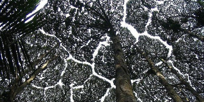 Fenomena Unik Crown Shyness