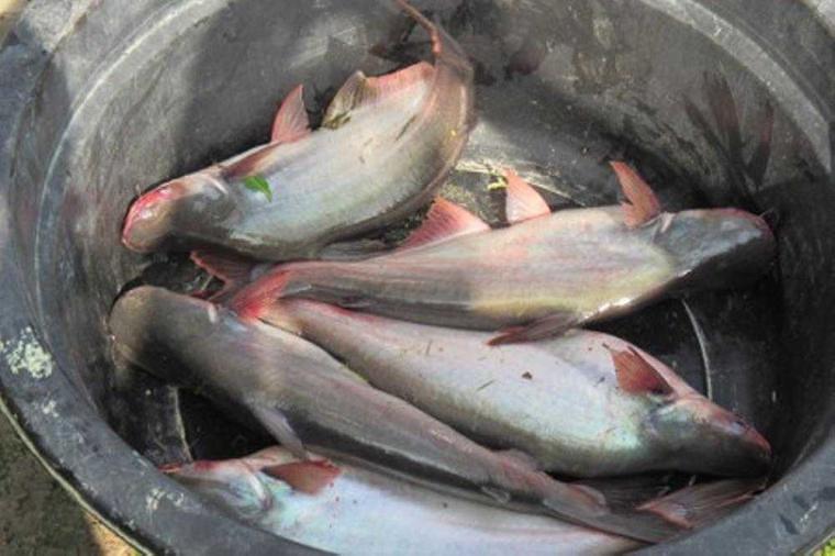 Patin, Calon Ikan Sehat Populer