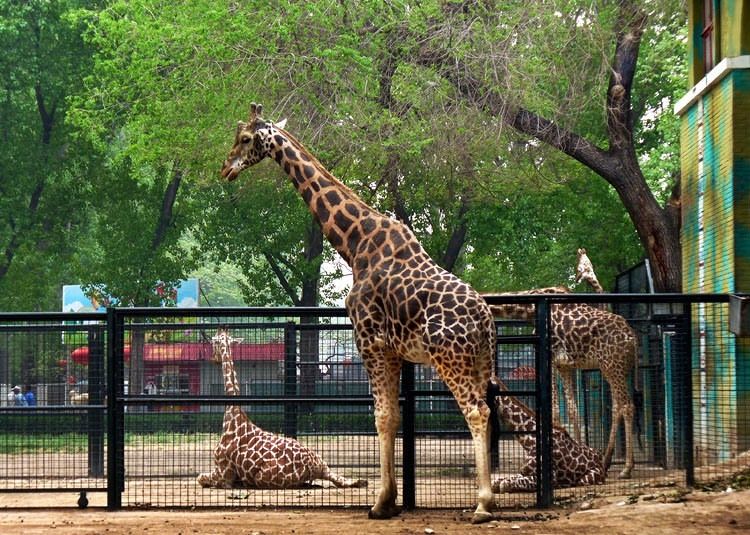 Kebun Binatang Paling Menarik Di Dunia