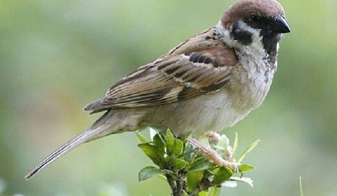 5 Mitos Tentang Burung yang Bakal Bikin Kamu Ngeri
