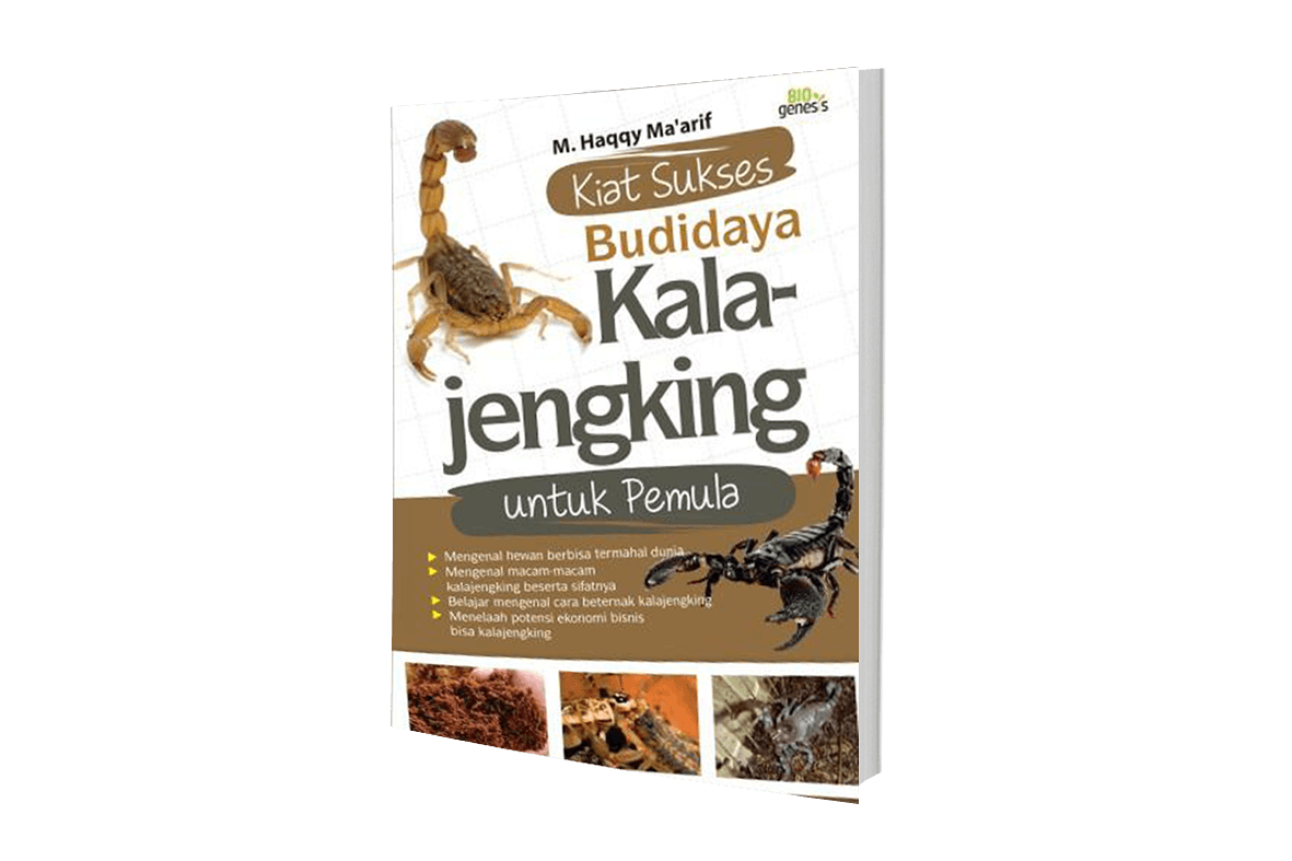 KIAT SUKSES BUDIDAYA KALAJENGKING