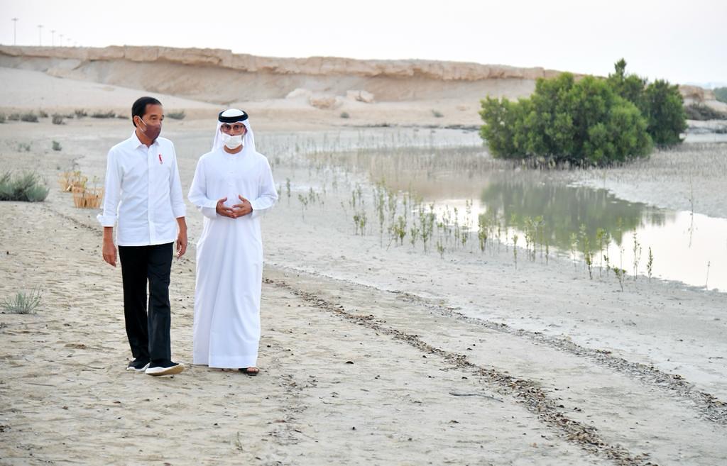 Saat Presiden Jokowi Tanam Mangrove di Abu Dhabi.