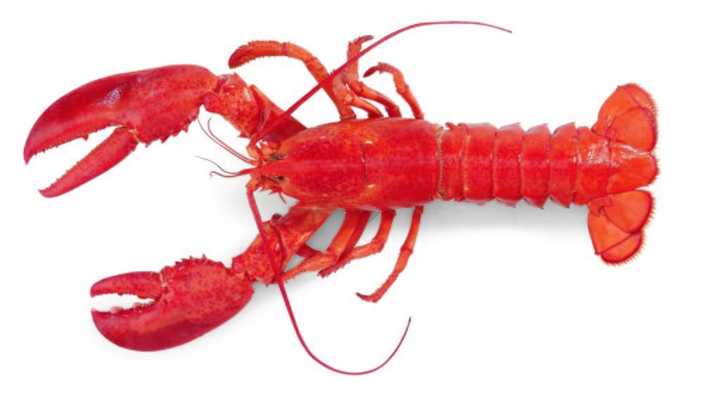 Aturan Ekspor Bibit Lobster Belum Berlaku
