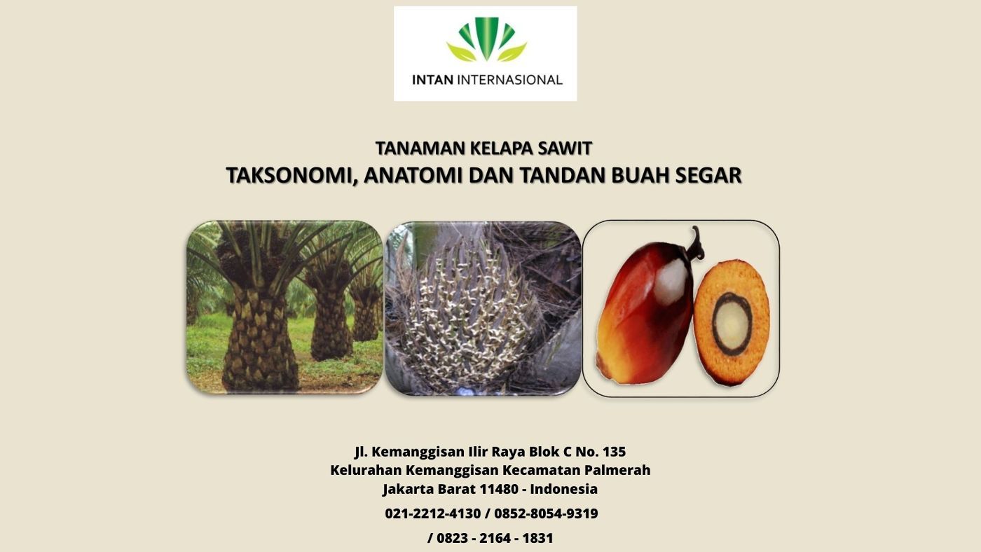 TAKSONOMI, ANATOMI DAN TANDAN BUAH SEGAR