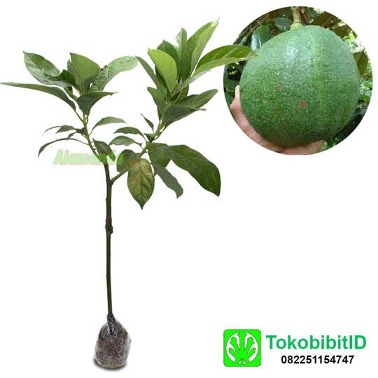 TokobibitID  toko bibit tanaman online