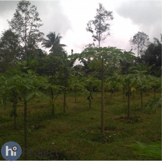 Kebun durian di Lombok Tengah T261