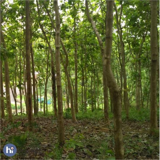 1,5 Hektar kebun jati di lombok tengah T055