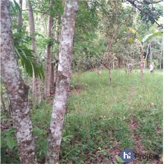 1 Hektar Tanah Kebun di Narmada T053