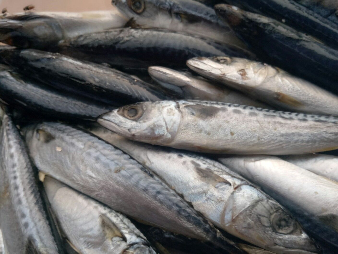  Gambar Ikan Kembung Layang