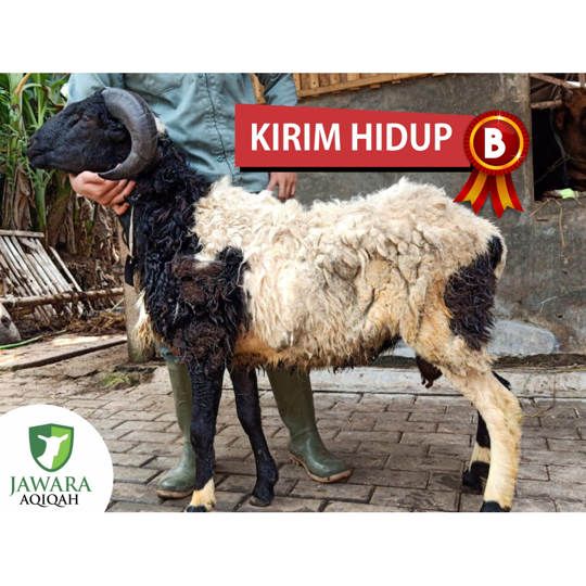 Aqiqah Kirim Hidup Type B