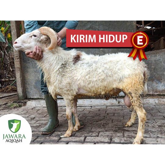 Aqiqah Kirim Hidup Type E