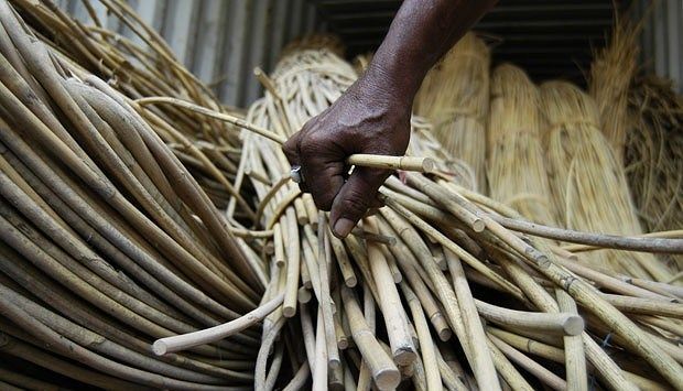 Apa itu Rotan