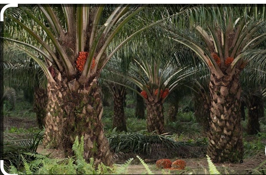 Sawit, Tropik, dan Watak Kapital:  Economic Patriotism Ratio, Ilusi Netralitas, dan Mengapa Kekayaan Indonesia Diambil Negeri Lain