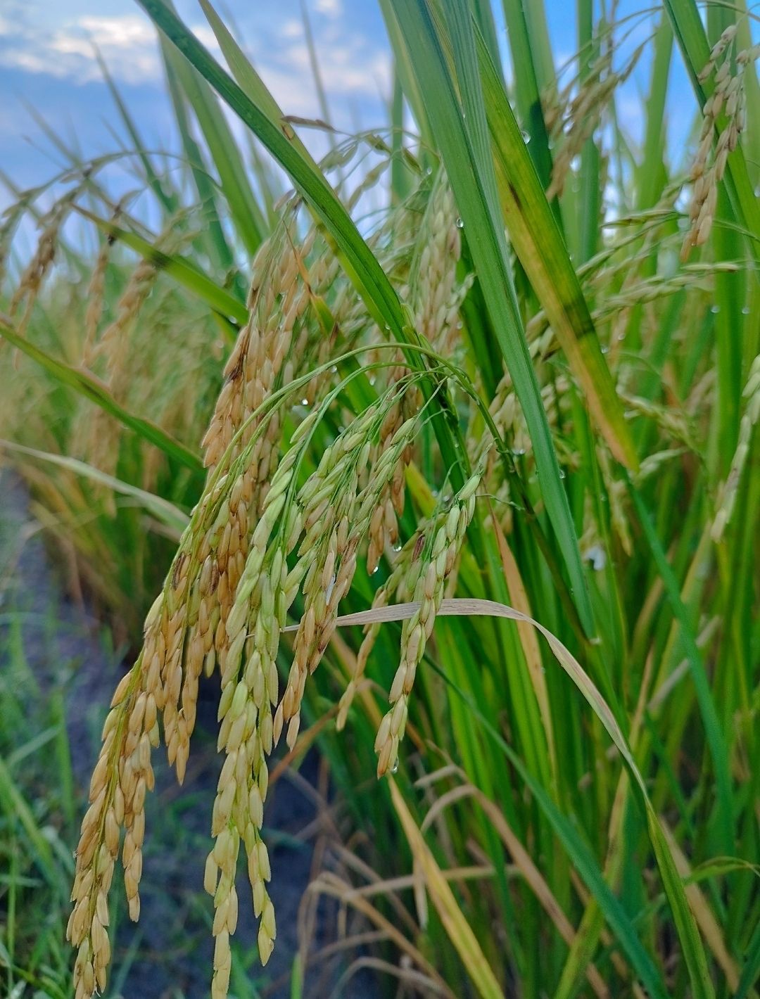 Gotong Royong, Theta (θ), dan Risiko Dekulturisasi Ekonomi Indonesia