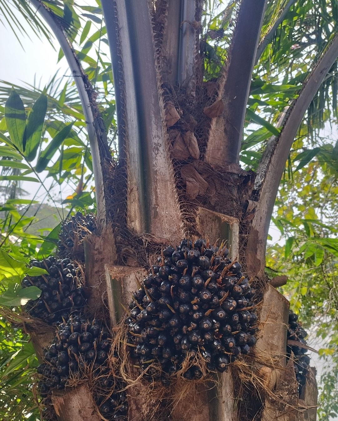 Koperasi yang Berdaya Berkat Pabrik Pengolah Sawit Milik Sendiri