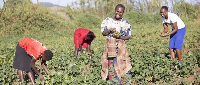 Cara Kenya Berdayakan Petani via Koperasi