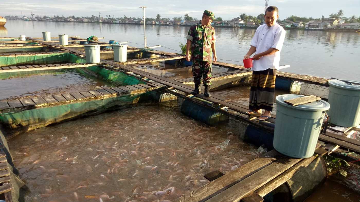 Babinsa Bangka Belitung Laut, Mendorong Pengembangan Budidaya Ikan di Air Tawar