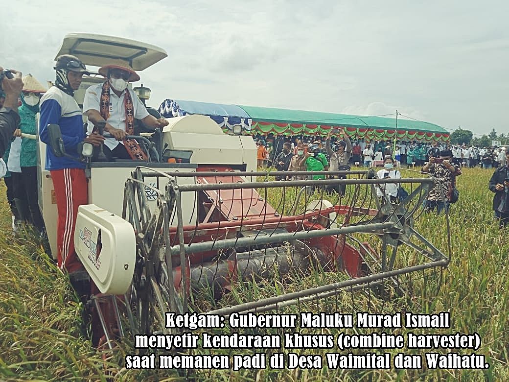 Gubernur Maluku Panen Perdana Padi Trisakti di Waimital dan Waihatu