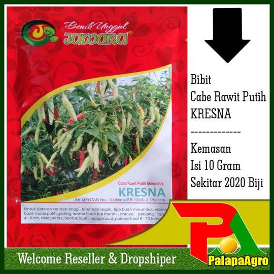 Jual Benih Bibit Unggul Cabe Rawit Putih ALFIRA 5gram