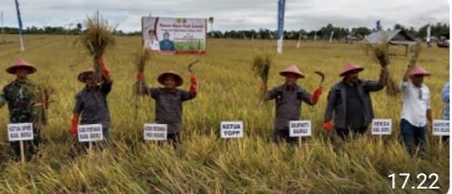 ILHAM : PJ BUPATI BURU BERSAMA PARA PETANI PANEN PADI  SELUAS  120 HEKTAR 