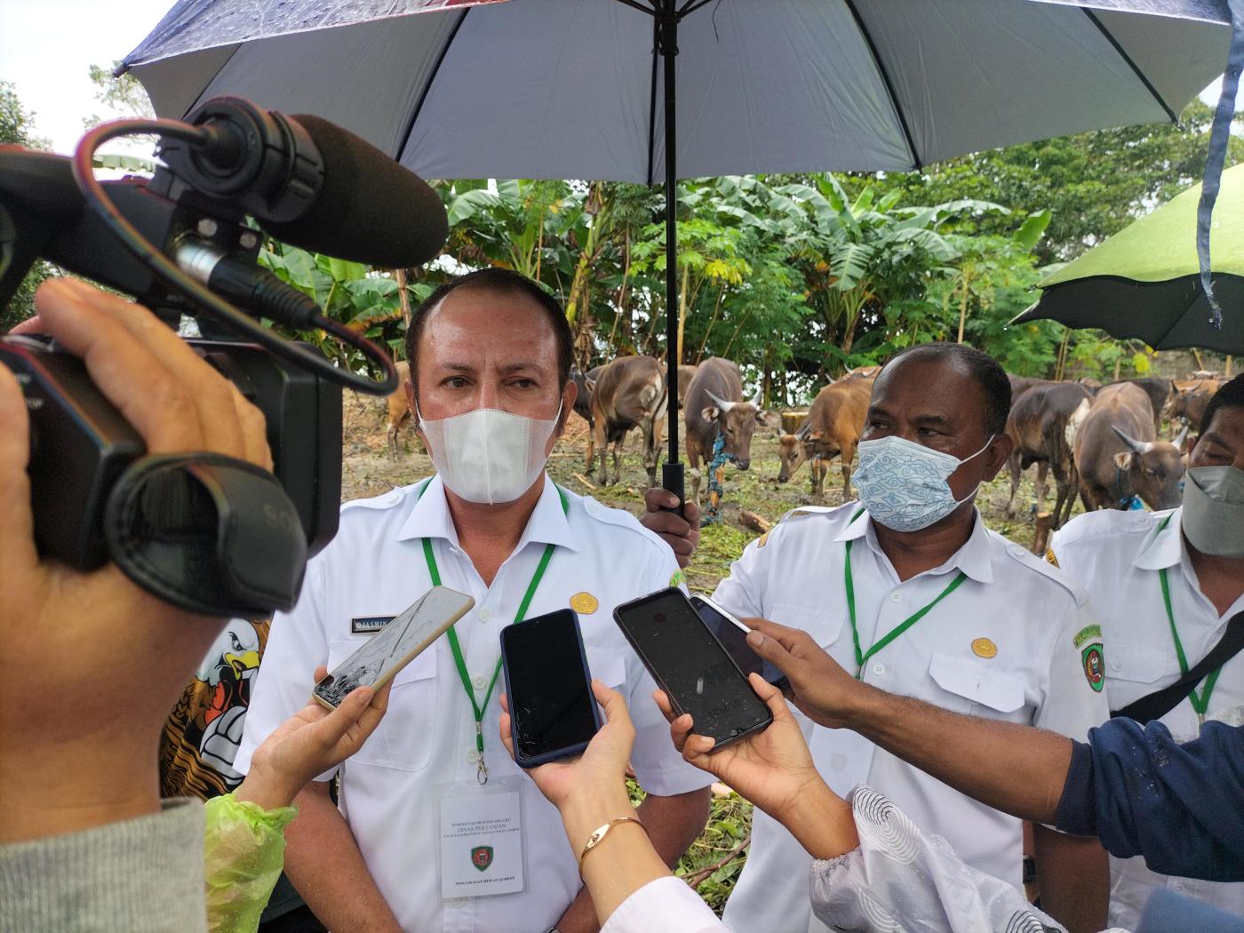 Djasmin : Tahun Ini, Bantuan Sapi Presiden Berbobot 900 Kg, Gubernur 800 Kg