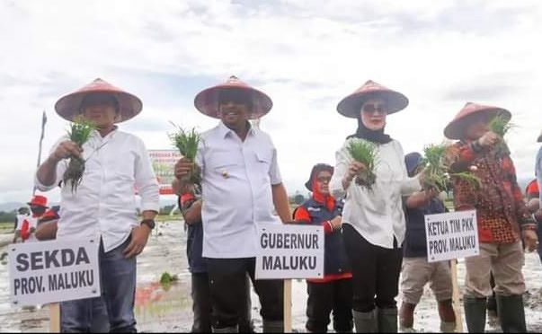 Gub :  Tanam Padi Perdana Di Waegeren Pacu Peningkatan Produksi Padi Di Maluku