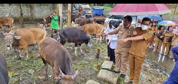 FAHMY M YUSUF : HEWAN QURBAN TAHUN INI MENINGKAT  JUMLAH SAPI 515-KAMBING 718