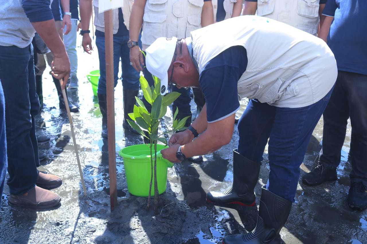 Hijaukan pesisir, Murad Tanam 3.000 Anakan Mangrove 