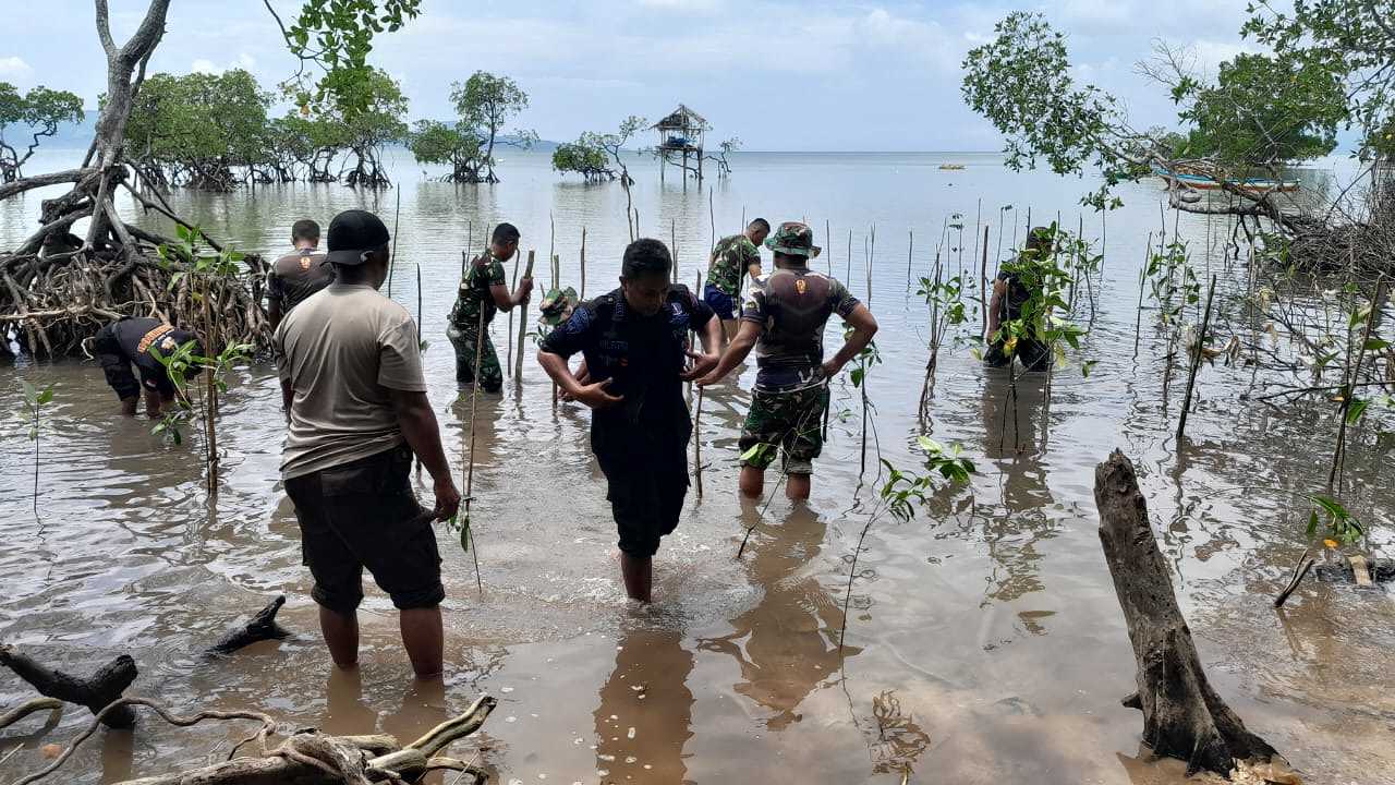 Peduli Lingkungan, Kodim 1513/SBB Tanam Bibit Mangrove