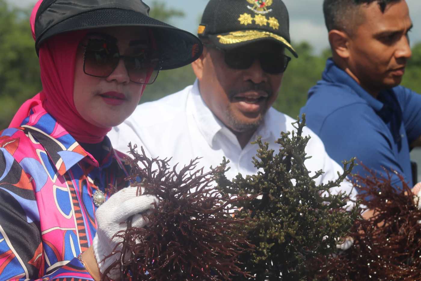 Panen Rumput Laut di Teluk Hoat Sorbay Ohoi Desa Evu, Gubernur  Perintahkan  Pimpinan OPD Bantu Petani Hasilkan Rumput Laut Berkualitas 