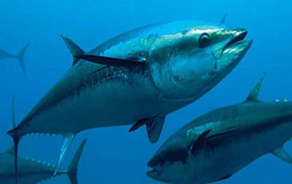 Sebanyak  16,6 Ton Ikan Tuna,  Gelombang Ketiga  Diekspor Ke Narita Jepang