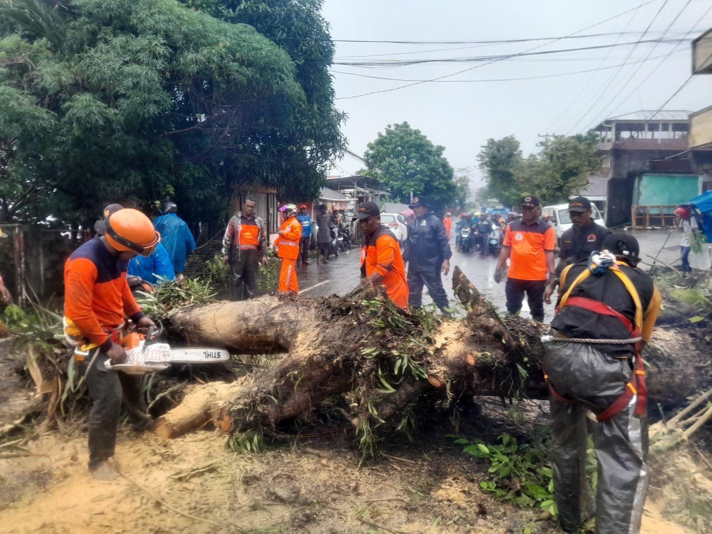 Ancam Keselamatan Warga, Pemkot Tebang Pohon di Sejumlah Titik