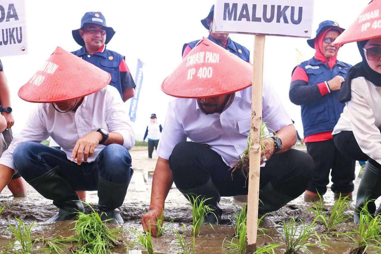 Pacu Peningkatan Produktsi Padi, Gubernur Tanam Padi Perdana Di Waegeren