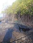 Jumlah Besar Pohon Mangrove Mati Kering Di Pantai Desa Poka.