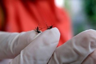 Maluku-Malut Masih Jadi Wilayah Rawan Malaria di Indonesia