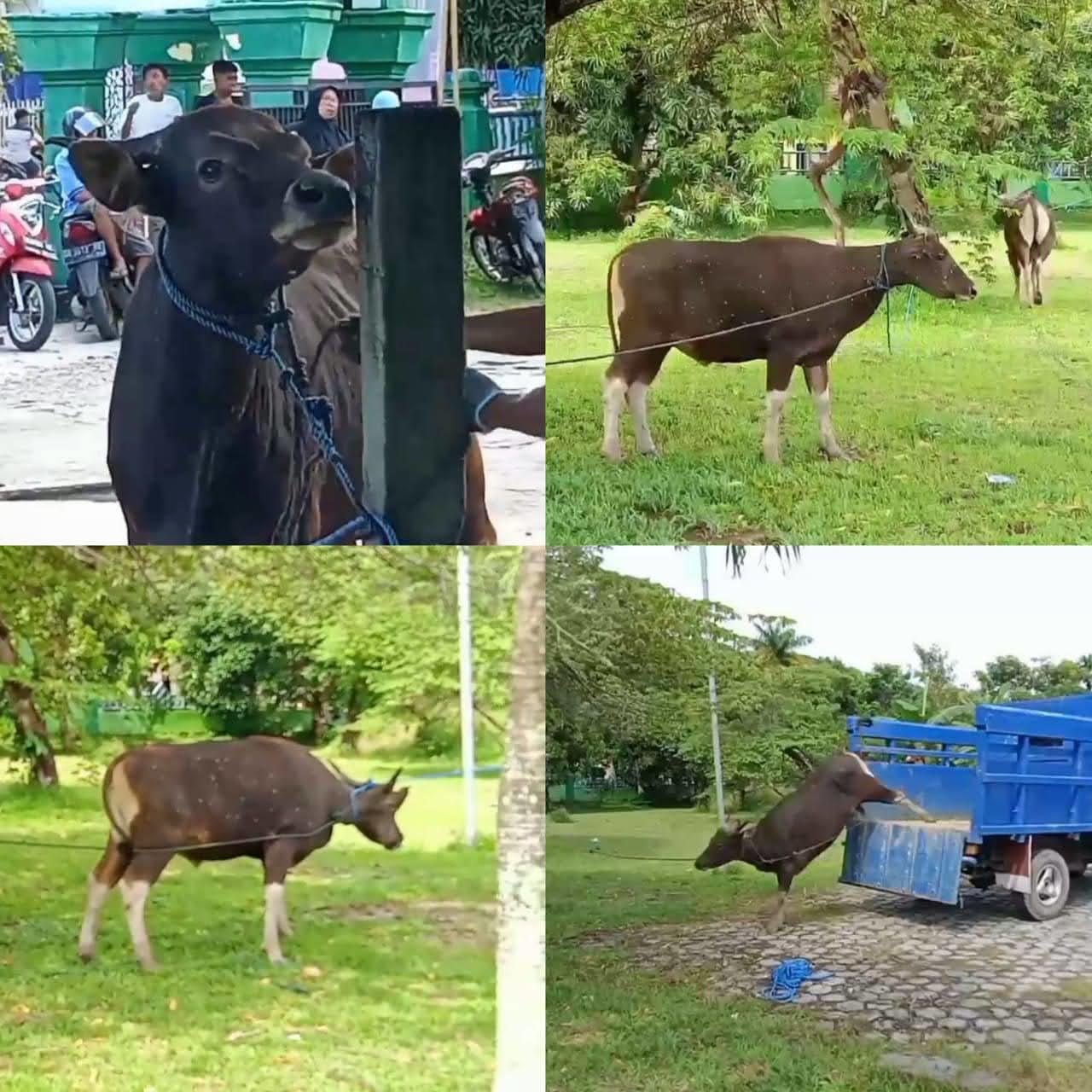 Jelang Idul Adha 1445 H, Dinas Peternakan Malteng Pastikan Kesehatan Hewan Qurban