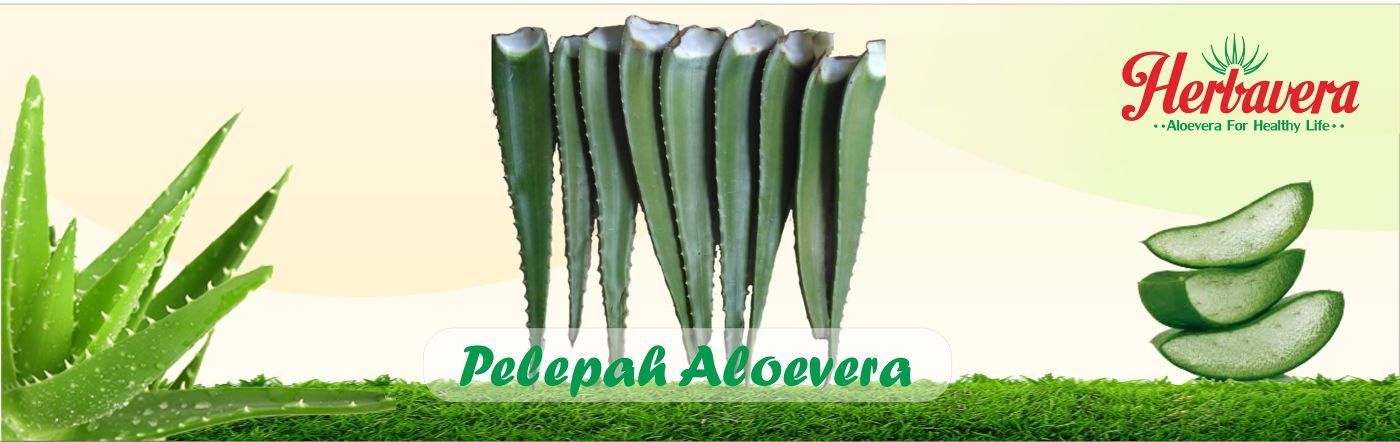 Pelepah Aloevera