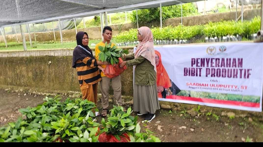 Uluputty :  : Serahkan Bantuan Anakan Pala, Cengkeh & Kelapa Kepada Petani 