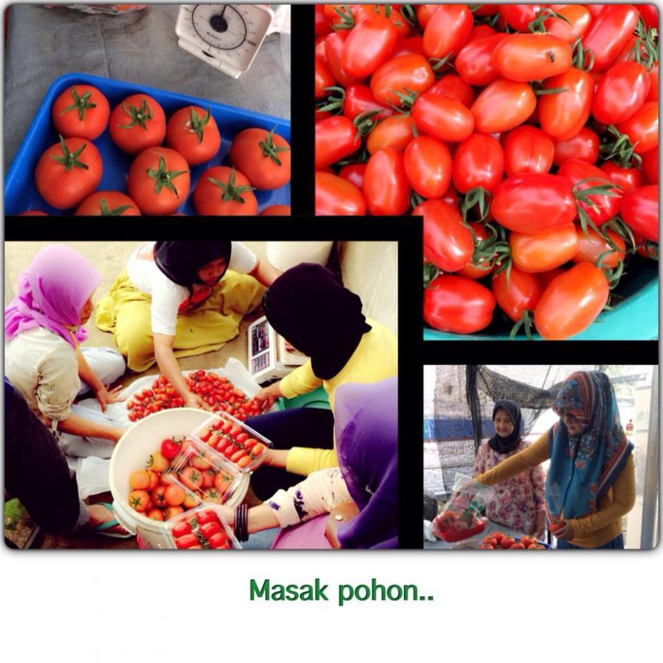 tomat cherry