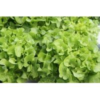 green oak lettuce