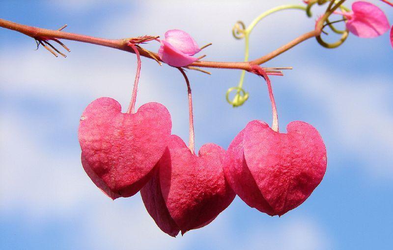 5 Perbedaan Antara Jatuh Cinta Dan Mencintai